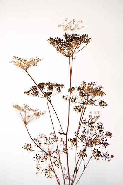 dry hogweed flowers stock photo