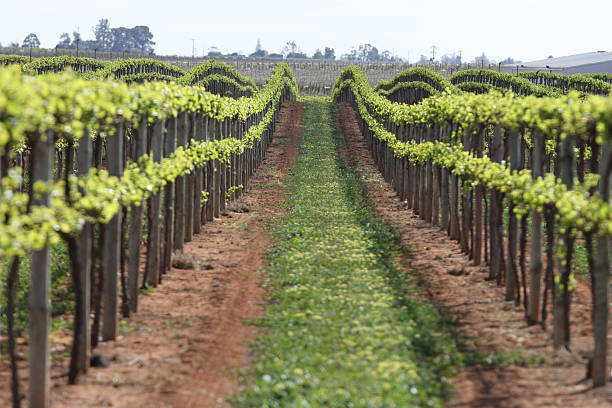 weinreben-zeilen - mildura stock-fotos und bilder