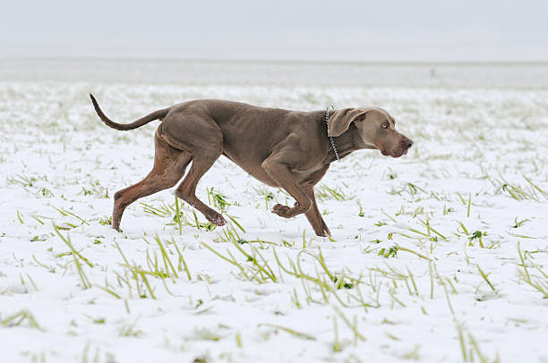 travail braque de weimar - pheasant hunting dog retriever photos et images de collection