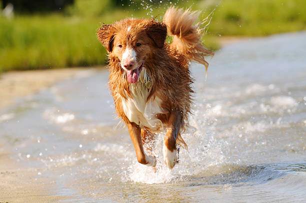 istock Young Retriever Playing on the Beach 151553998