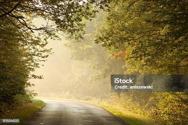 Rural Road In The Misty Autumnal Bosque Foto de stock y más banco de imágenes de Resplandeciente - Resplandeciente, Roble - Árbol, Aire libre