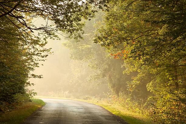 istock Rural road in the misty autumnal forest 151554033