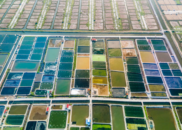 istock Colorful coastal shrimp farms 1515543304