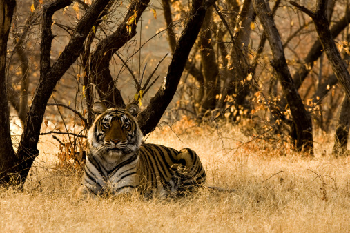 Tiger sitting on the dry grasses of the  dry deciduous forest of Ranthambore tiger reserve at sunrise