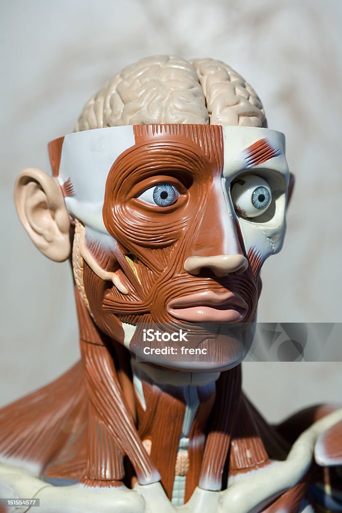 Menschliche Anatomie-Modell - Lizenzfrei Anatomie Stock-Foto