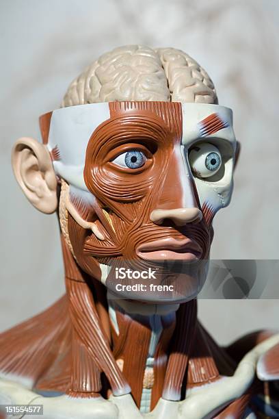 Menschliche Anatomiemodell Stockfoto und mehr Bilder von Anatomie - Anatomie, Fotografie, Gehirn
