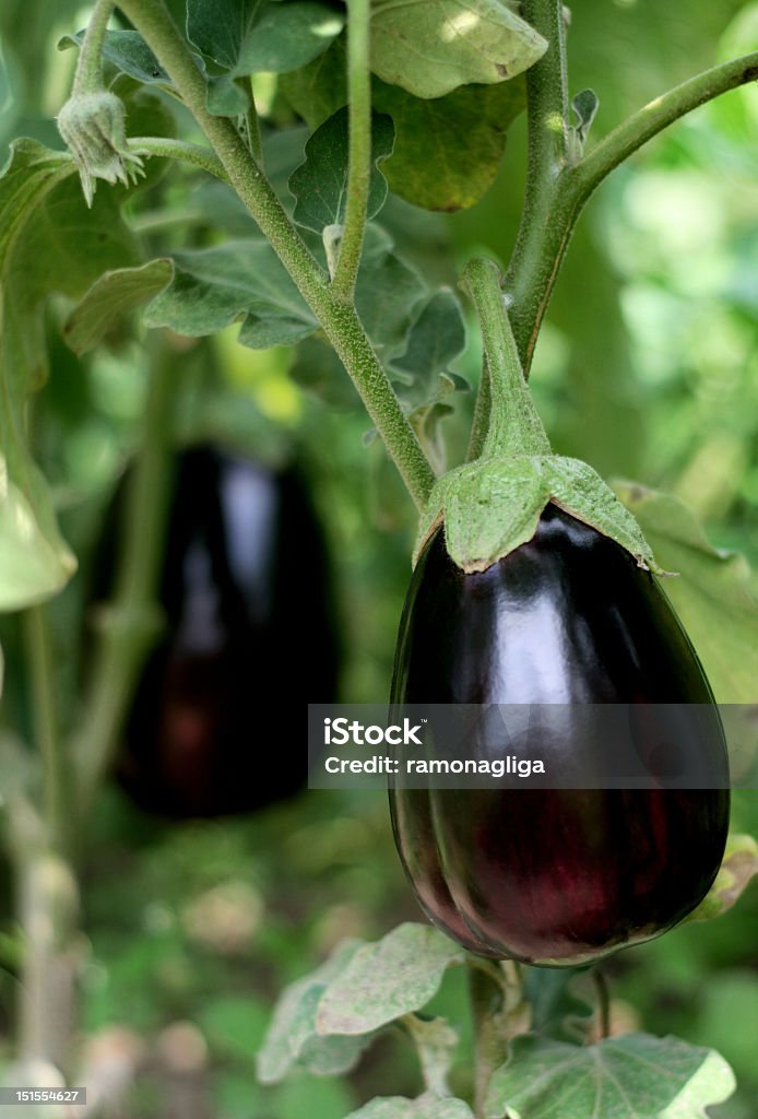 harvest Melanzana - Foto stock royalty-free di Ambientazione esterna