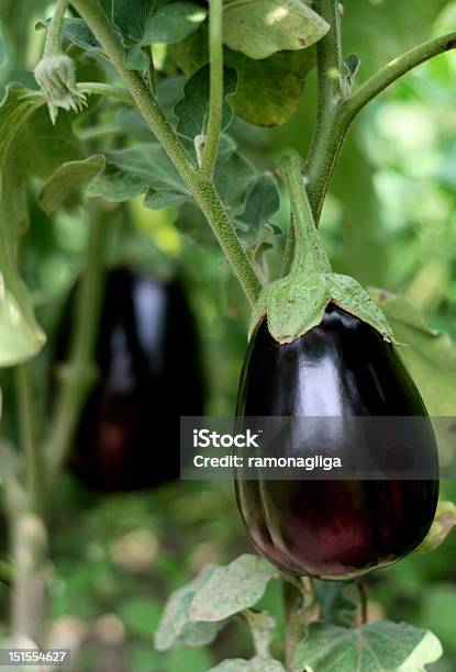 Harvest Melanzana - Fotografie stock e altre immagini di Ambientazione esterna - Ambientazione esterna, Cibo, Cibo biologico