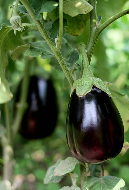 istock Ripe purple eggplant on the vine is ready to be harvested 151554627
