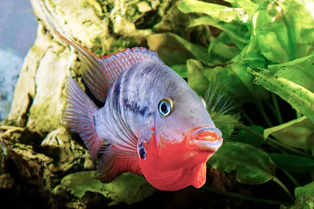 male fish cichlasoma meeki defends roe