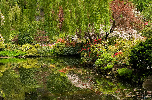 reflets de couleur - buchart gardens photos et images de collection