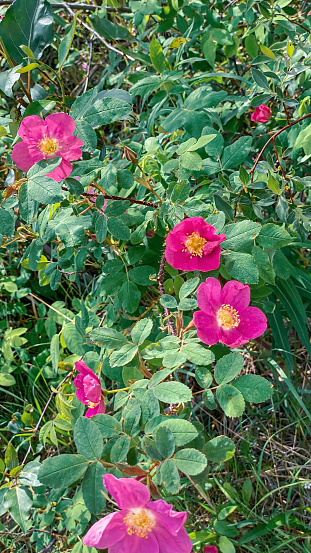 The beauty of Alaska is enhanced each Summer with the blooms from the wild roses. Their beauty is a welcoming sight after months of frigid temps.