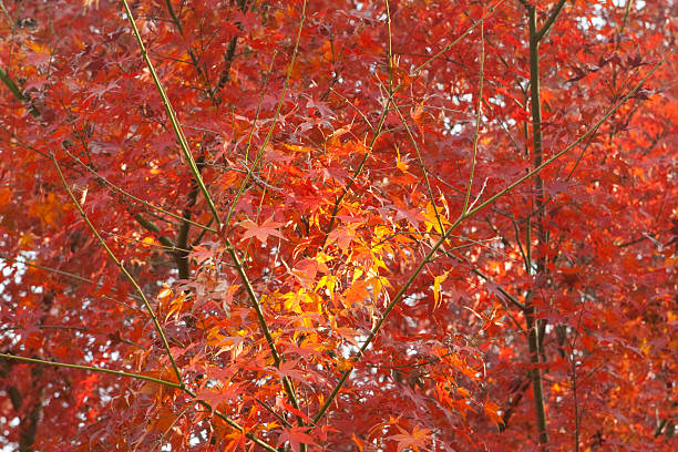istock Small Patch Yellow Leaves in Field of Red 151554987