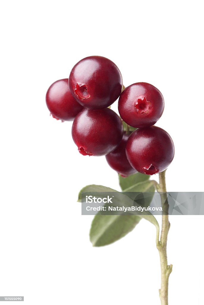 cranberry cranberry on white background Berry Fruit Stock Photo