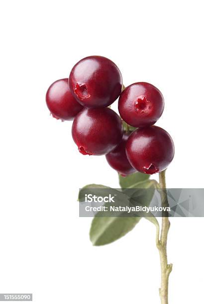 Cranberry Stock Photo - Download Image Now - Berry Fruit, Botany, Cranberry