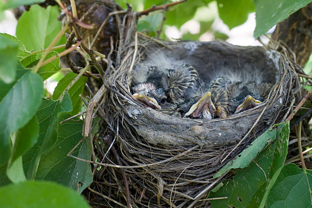 istock Baby Robins waiting for food 151555308
