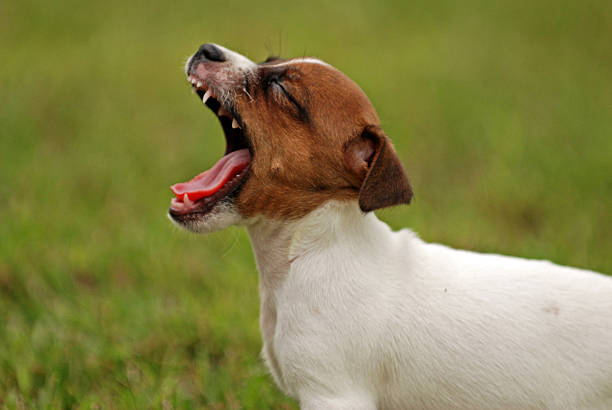istock Male puppy, Jack Russell 151555393