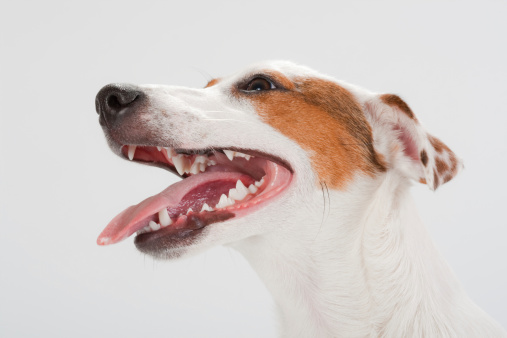Closeup young Jack Russell Terrier head on white. No isolated.