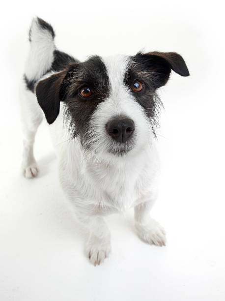 istock Sweet Jack Russell Terrier 151555572
