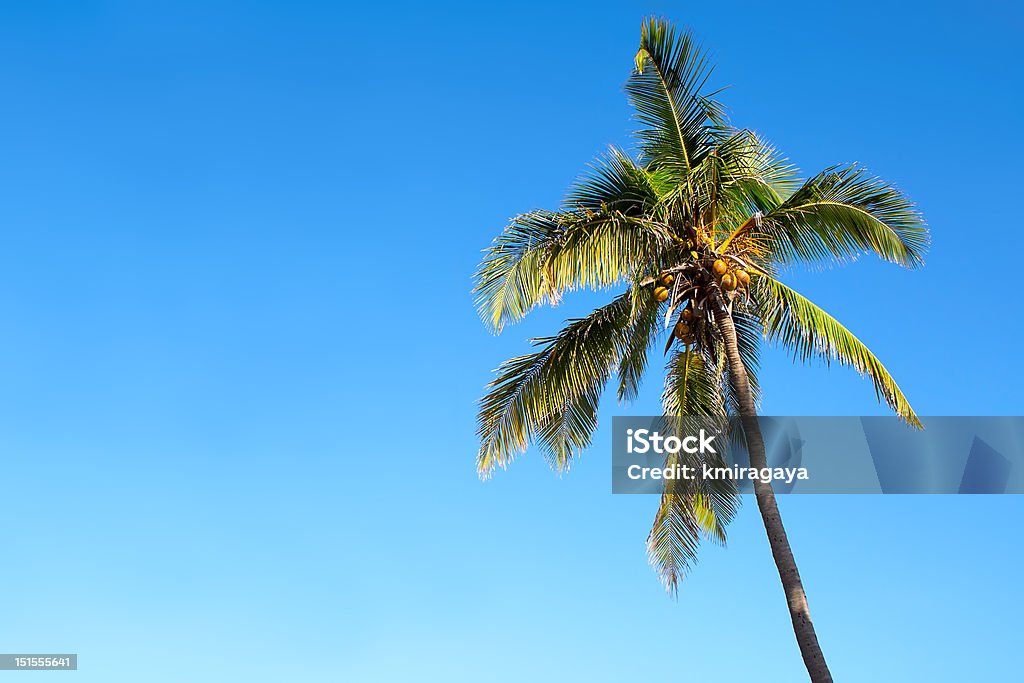 Isolated palm tree over a blue sky Isolated palm tree over a clear blue sky Abstract Stock Photo