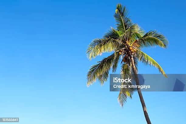 Isolated Palm Tree Over A Blue Sky Stock Photo - Download Image Now - Abstract, Backgrounds, Beach