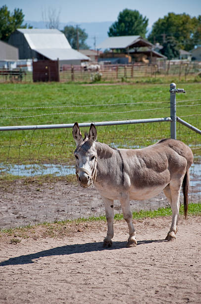 istock Donkey Standing in Farm Yard 151555673