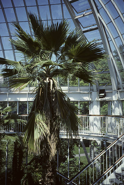 istock Palm in glasshouse 151556159