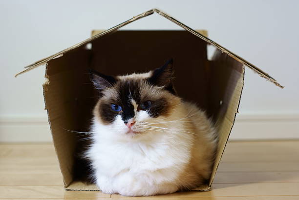 istock Chocolate point cat with blue eyes lying in cardboard house 151556502