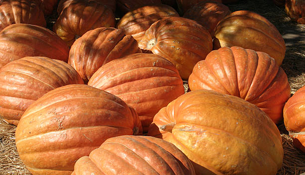 Pumpkin Patch stock photo