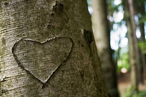 istock Love heart carved into a tree trunk 151557333
