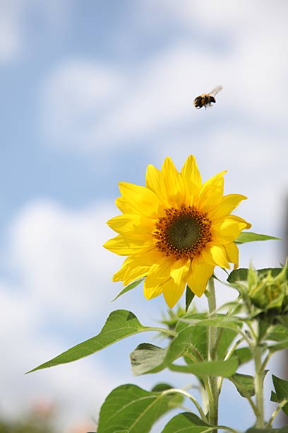 Sunflower with flying bee stock photo