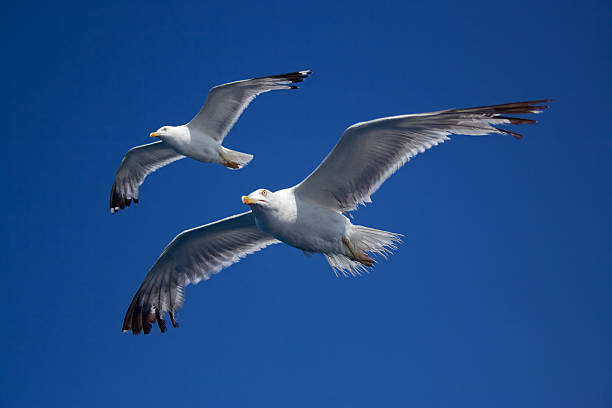 Pair of seagulls stock photo