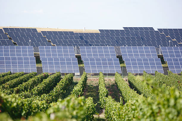 Row vine grape in champagne vineyards at montagne de reims, Reims, France