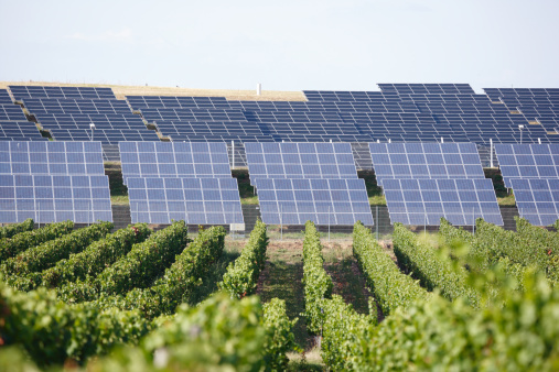 row of solar panels and vineyard in foreground