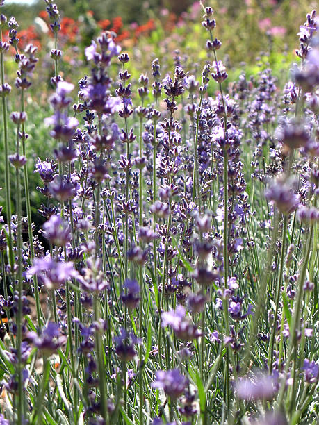 istock flowering bush of lavender 151557728