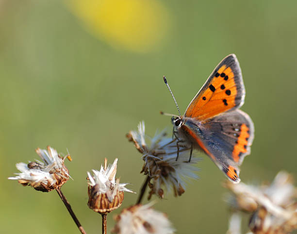 uma lycaena phlaes - lycaena phlaeas imagens e fotografias de stock