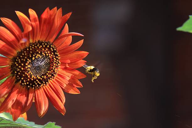 sunflower with a pollen bee stock photo