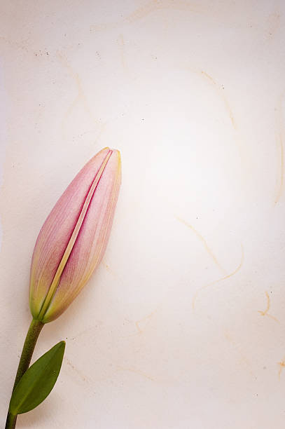 carte de voeux et d'anniversaire - handmade paper flower single flower rose photos et images de collection
