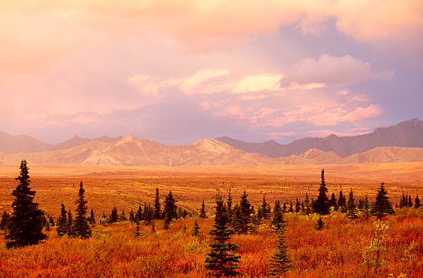 tundra paisagem - high seat - fotografias e filmes do acervo