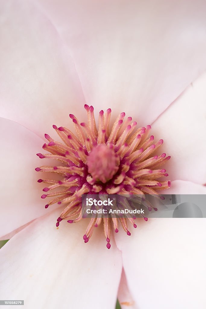 Magnolia, Nahaufnahme - Lizenzfrei Ast - Pflanzenbestandteil Stock-Foto