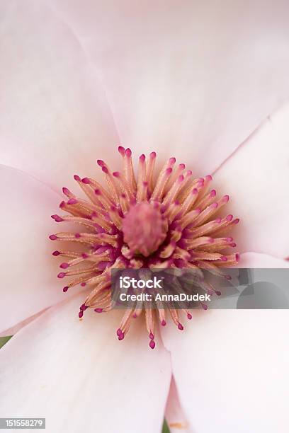 Magnolia En Primer Plano Foto de stock y más banco de imágenes de Aire libre - Aire libre, Belleza, Belleza de la naturaleza