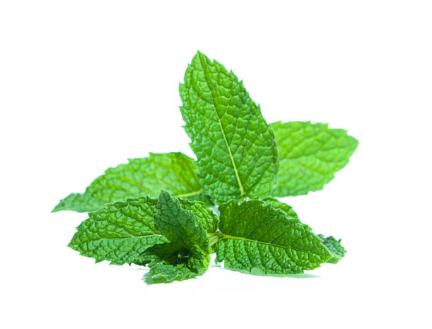 Green Mint Isolated on White stock photo