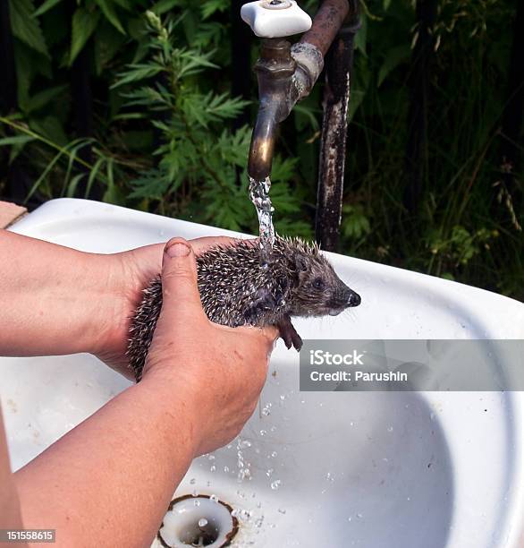 The Mistress Washes A Hedgehog Under Water Stream Stock Photo - Download Image Now - Animal, Animal Wildlife, Bristle - Animal Part