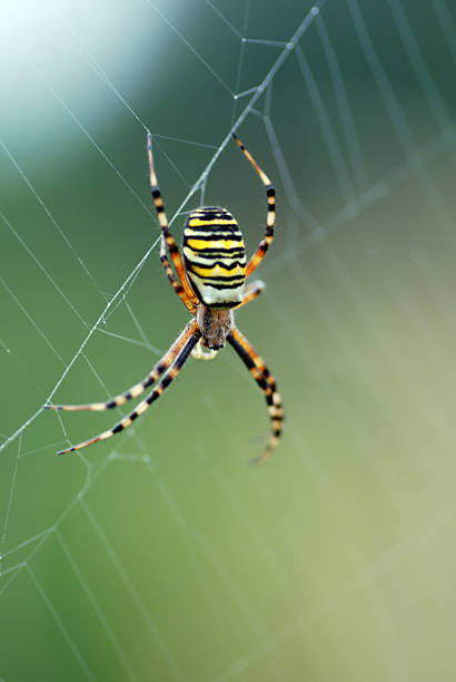female wasp spider - getingspindel bildbanksfoton och bilder