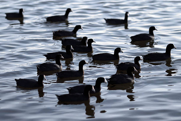 Group of American Coot stock photo