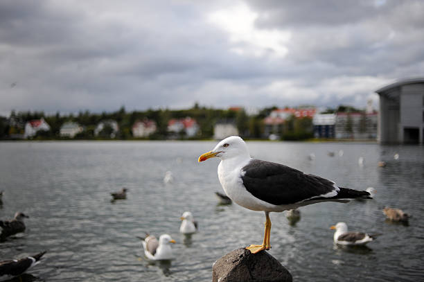 istock Seagull in Reykjavik 151558851