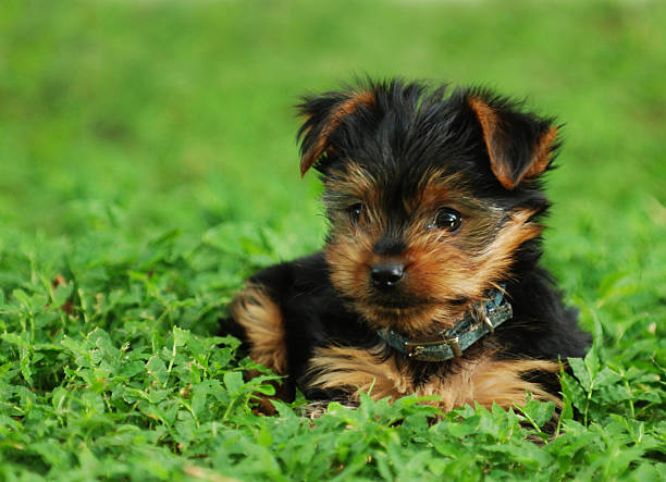 istock Yorkie puppy 151558893