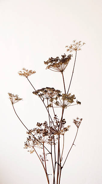 dry hogweed flowers