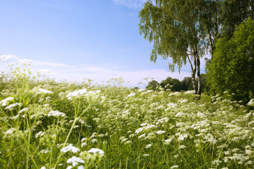 Sunny day, blue sky, field with flowers, birch