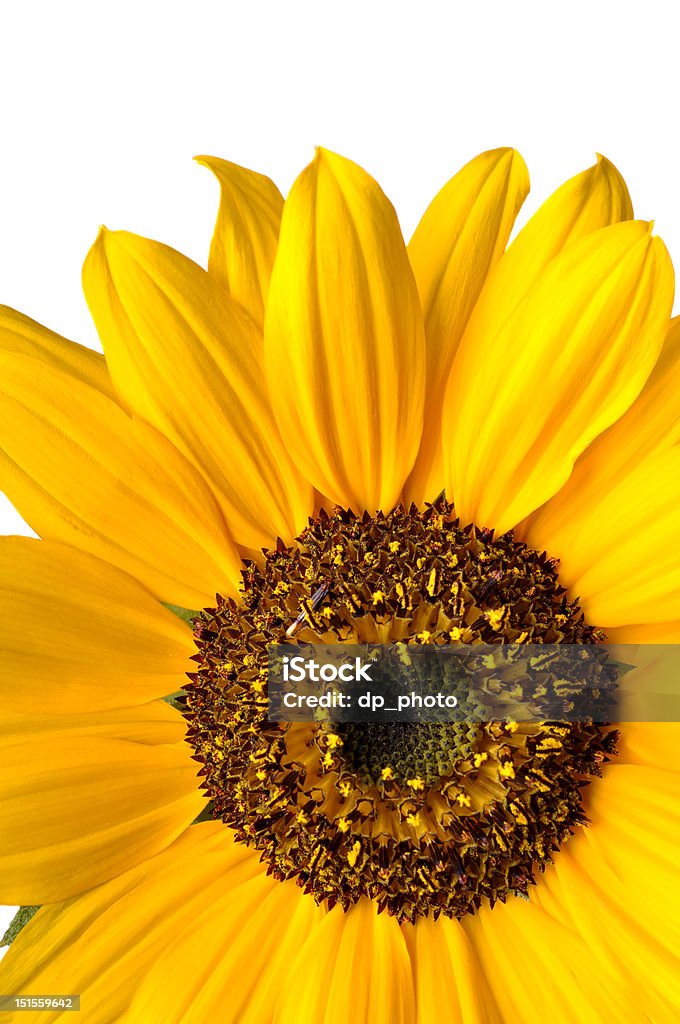 Sunflower Single yellow sunflower isolated on a white background Beauty Stock Photo